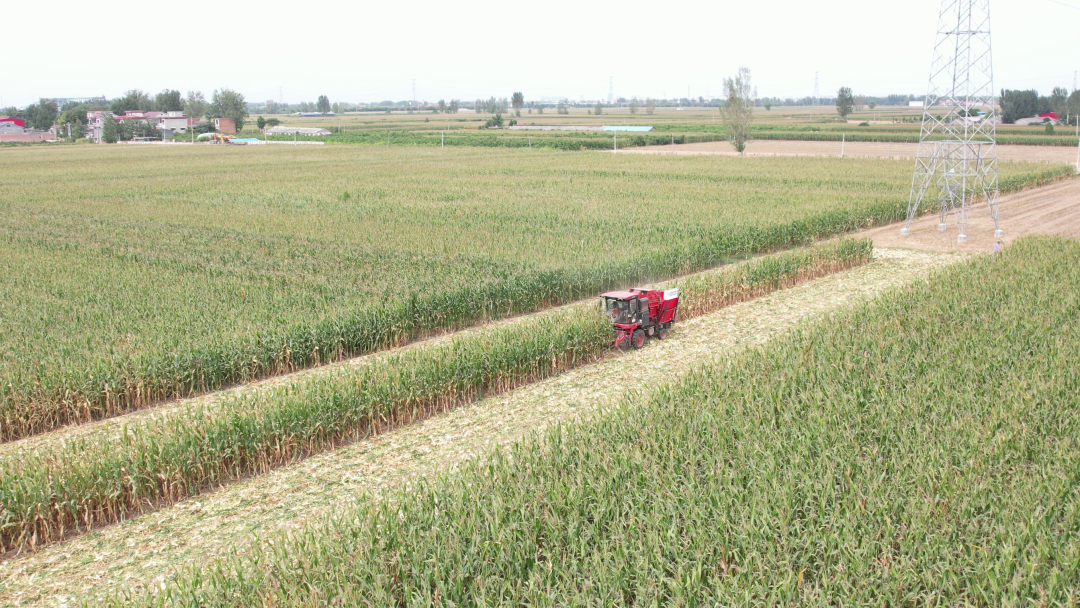 保定用戶于立賓:日均作業(yè)100畝 “致富利器”中聯(lián)收獲玉米機(jī) 930.png