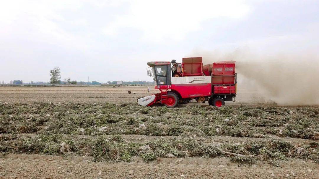 唐山豐南劉賀海:年收入翻兩番 中聯(lián)收獲花生機(jī)帶來(lái)意外之喜 唐山豐南劉賀海:年收入翻兩番 中聯(lián)收獲花生機(jī)帶來(lái)意外之喜 (圖5)